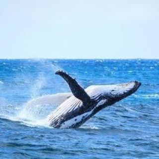 Наблюдение за китами без толпы