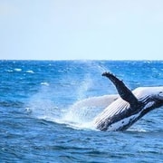 From Mooloolaba: Lux Whale Watching Cruise