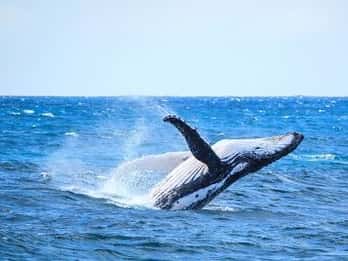 From Mooloolaba: Lux Whale Watching Cruise