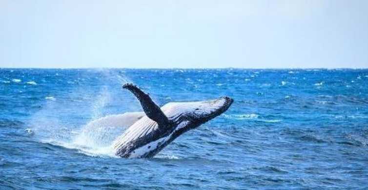 Iz Mooloolabe: luksuzno krstarenje promatranjem kitova