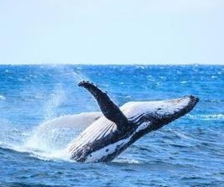 Osservare le balene senza la folla