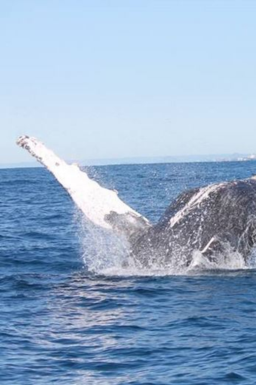 From Mooloolaba Lux Whale Watching Cruise Getyourguide