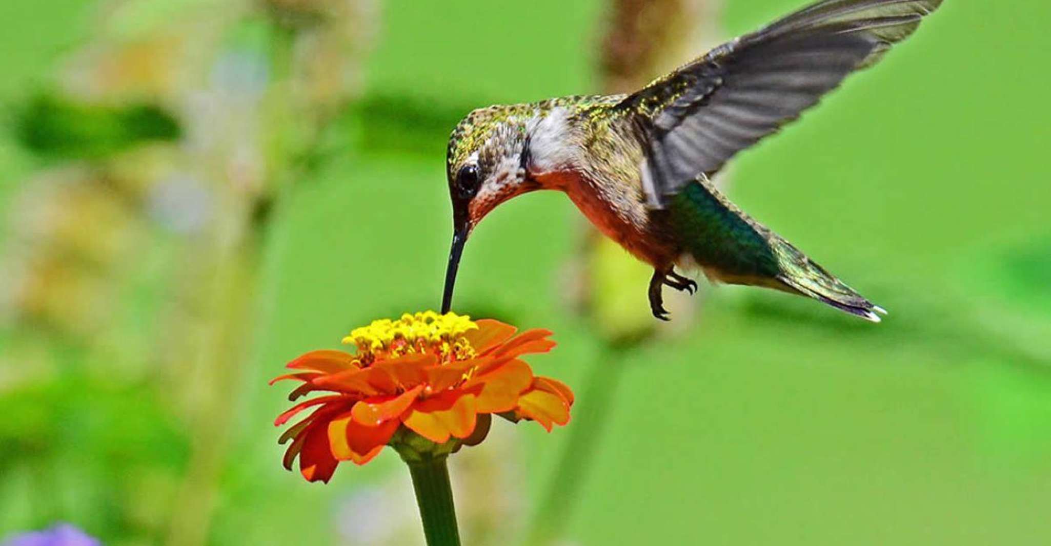 Van Iguazú, Excursie naar het Iguazú Biocenter - Hizvo
