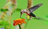 De Iguazú, Excursion au Biocentre d'Iguazú - Hizvo