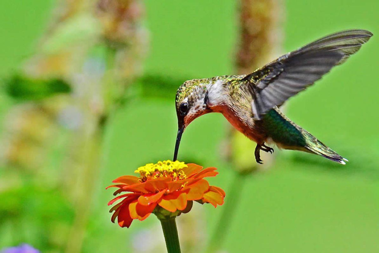 From Iguazú: Excursion to the Iguazú Biocenter
