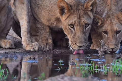 From Zanzibar: Mikumi National Park Fly-In Safari with Lunch