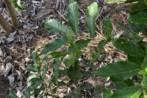 Kigali: City Tour, Nyandungu Eco Park, and Lunch