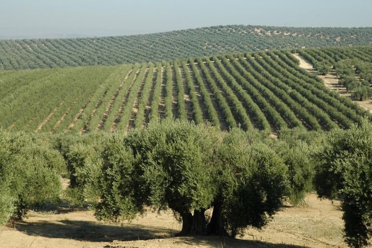 Von Sevilla aus: Olivenöl-Farm-TourGemeinsame Tour