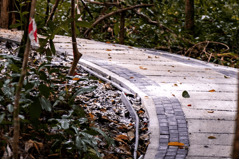 Kedah: Biglietto d&#039;ingresso standard per la Foresta dei Sogni di LangkawiBiglietto d&#039;ingresso standard non malese