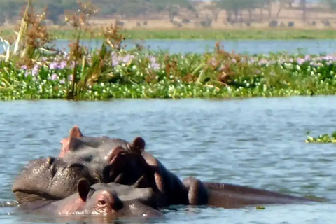 6 dias de Safari no Lago e no mato - Lago Naivasha e Masai Mara