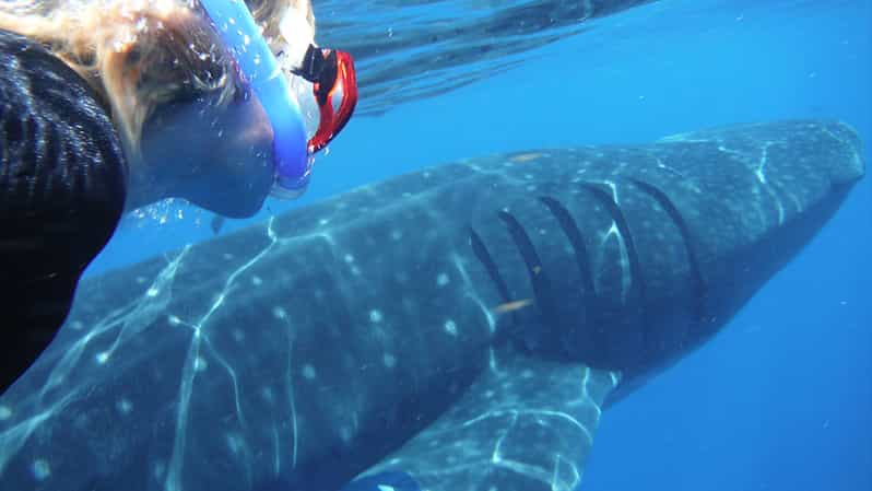 whale sharks in tulum