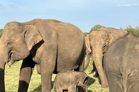From Near Sigiriya: Kaudulla National Park Safari Tour Full Day Safari Tour
