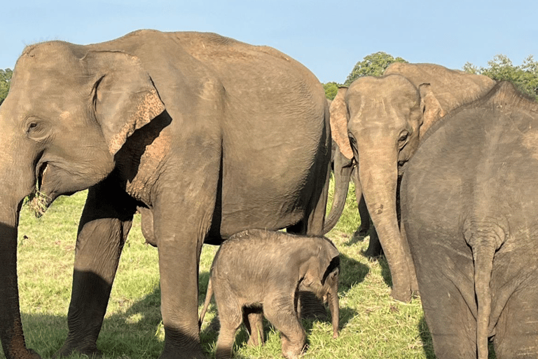 From Near Sigiriya: Kaudulla National Park Safari Tour Full Day Safari Tour