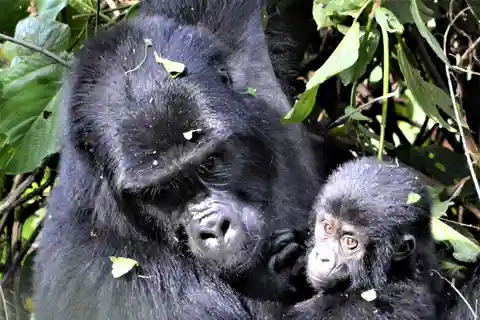 Uganda :7-Days Gorilla trekking Safari