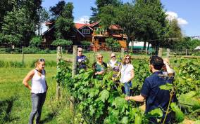 6-Hour Victoria to Cowichan Wine Tour