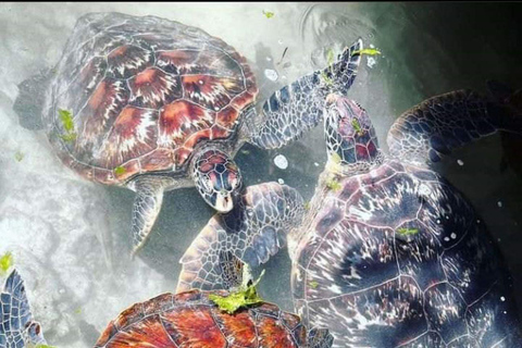 L&#039;aquarium de Nungwi nage avec les tortues de mer