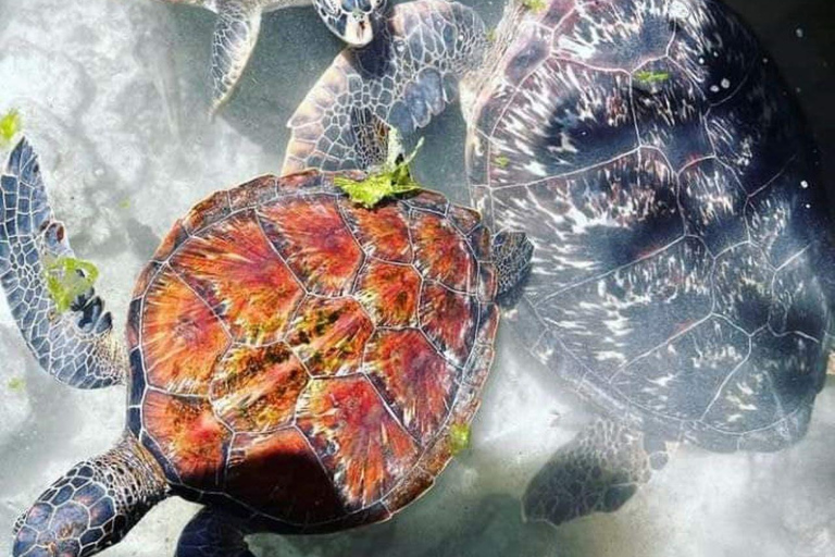 Swimming with Turtles at the Natural Aquarium