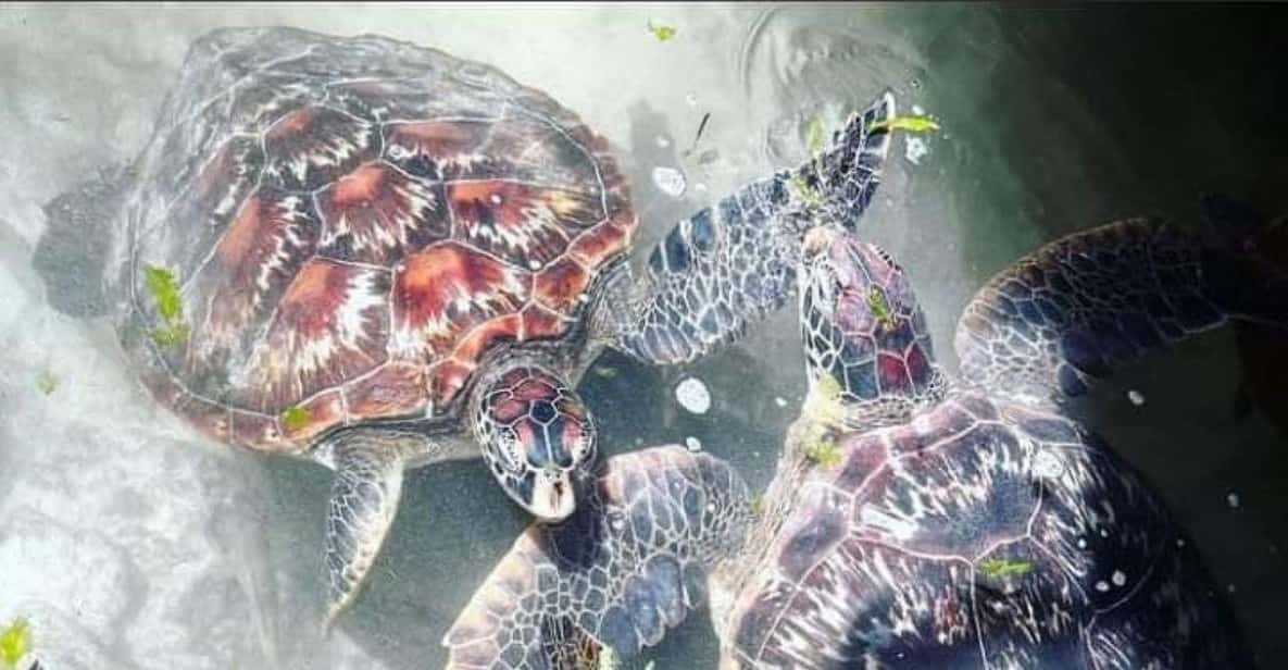 Swimming with Turtles at the Natural Aquarium | GetYourGuide