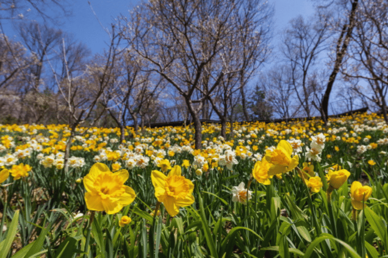 Seúl: Hwadamsup, luge y aldea folclórica coreana. Excursión de un día.Excursión en grupo, encuentro en Hongdae (Hongik Uni)