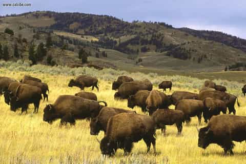 Jackson: Small-Group Yellowstone Tour with Picnic Lunch