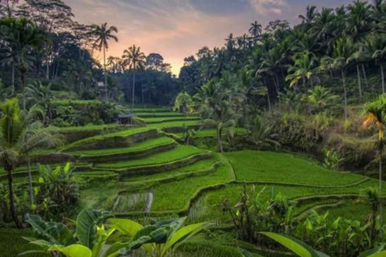 Ubud: foresta delle scimmie, tempio, terrazze di riso, cascata nascostaTour privati