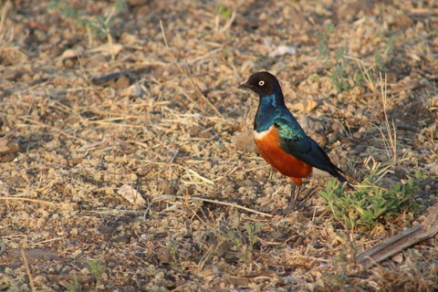 Addis Ababa: 2-Day Awash National Park Tour & Hot Springs