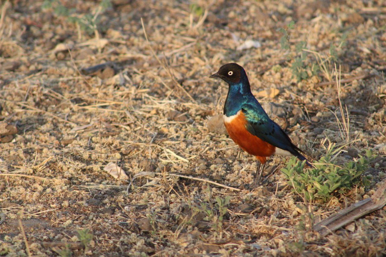 Addis Ababa: 2-Day Awash National Park Tour & Hot Springs