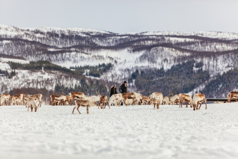 Tromsø : traîneau à rennes et guide samiSession de traîneau de 10 minutes