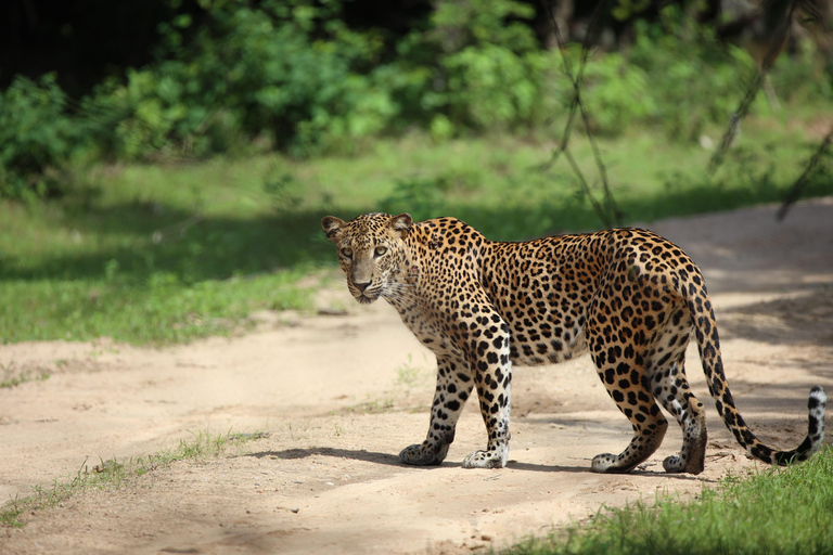 From Bentota: All Inclusive Yala National Park Jeep Safari Mirissa/Weligama/Matara/Tangalle: Yala Leopard Safari