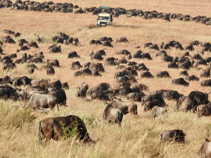 Le safari de luxe ultime en Tanzanie (circuit tout compris) GetYourGuide