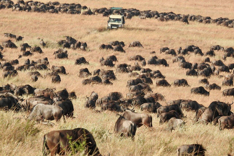 3-tägige Kalbungszeit Migration Südliche Serengeti Safari