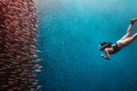 Cebú: Carrera de Sardinas y Aventura de Snorkel con Tortugas - Moalboal