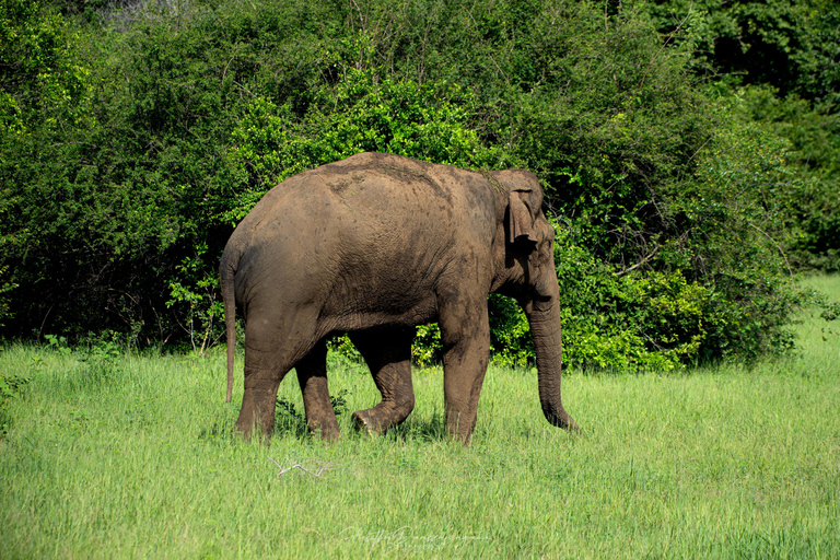 Minneriya National Park Jeep Safari – Meet at Park Entrance