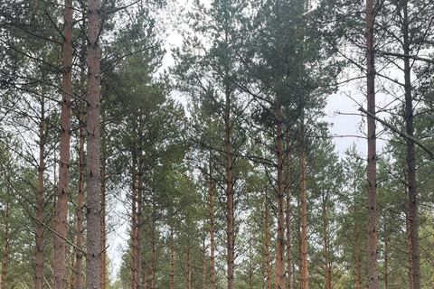 Helsinki: Foraging Tour and Cooking Class with Dinner