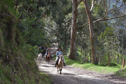 La Carbonera Adventure: Hiking & Horseback Riding in the Andean Palm Forest Salento: Tour to La Carbonera and the wax palm forest