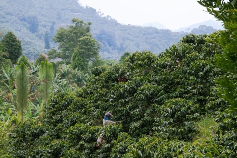 Jardin Koffie Tour vanuit Medellín