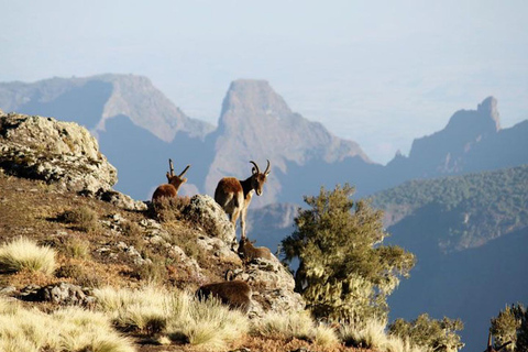 Gondar: 3-Day Simien Mountains Trek with Camping