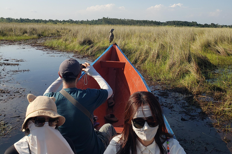 Mabamba swamp bird tours and shoebill trekking