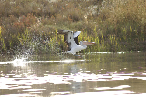 Highlights auf dem Murray River und Kreuzfahrt zum Mittagessen