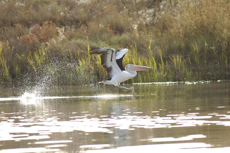 Murray River Hoogtepunten en lunchcruise