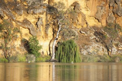 Murray River Highlights and Luncheon Cruise - Housity