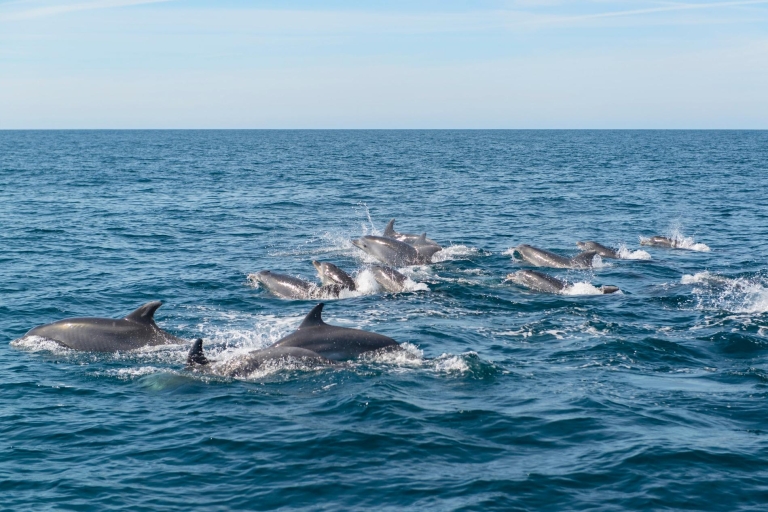 Z Albufeiry: obserwacja delfinów i jaskinie, rejs, 2.5 godz.Z Albufeiry: opcja zwrotu kosztów wycieczki statkiem po delfinach i jaskiniach