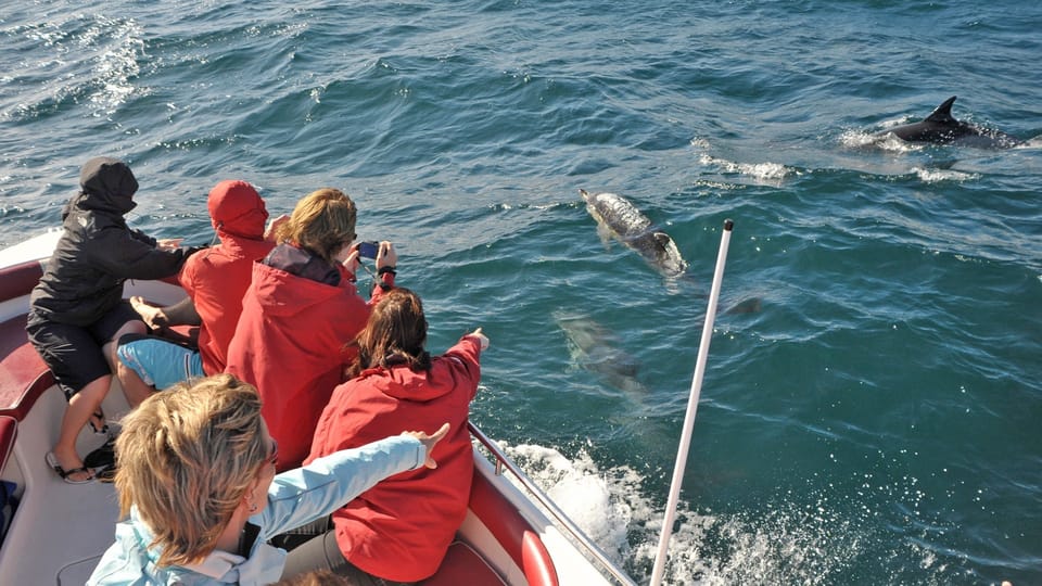 Desde Albufeira Excursi N En Barco De Horas Por Los Delfines Y Las