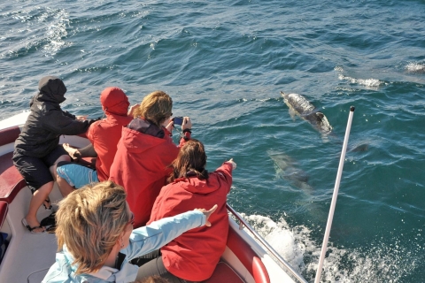 Vanaf Albufeira: boottocht 2,5 uur met dolfijnen en grottenAlbufeira: boottocht dolfijnen & grotten terugbetalingsoptie