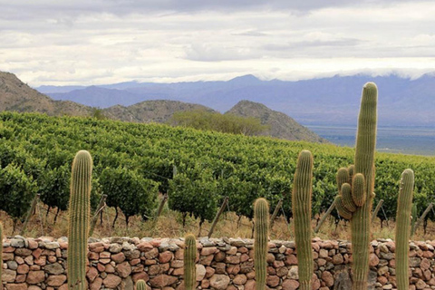 Salta: Cafayate Wine Tour with Tastings and Transfers