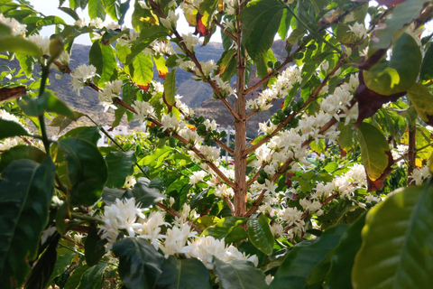 Finca Los Castaños: koffietour en proeverij in de Agaete-vallei