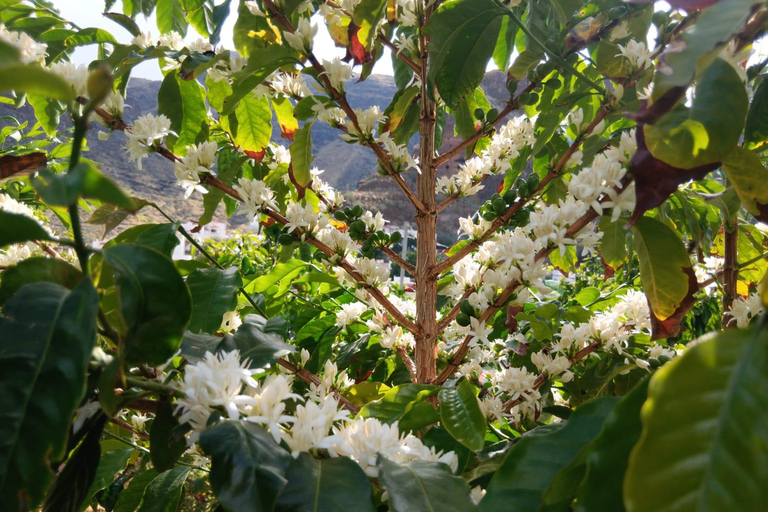 Finca Los Castaños: koffietour en proeverij in de Agaete-vallei