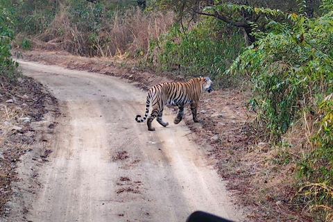 Excursión de un día a Sariska: emocionante safari de tigres con desayunoTour privado con transporte y desayuno.