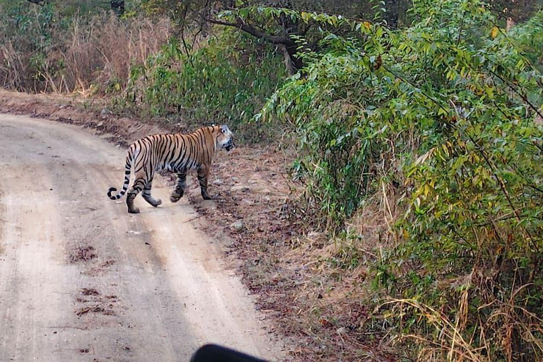 Excursión de un día a Sariska: emocionante safari de tigres con desayunoTour privado con transporte y desayuno.