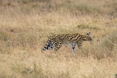 Tanzânia: Safári de 7 dias com acampamento no Serengeti e NgorongoroTanzânia: Safari de 7 dias com acampamento no Serengeti e Ngorongoro